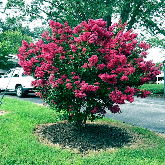 Crape myrtle tree with pink flowers in roadside landscape. 