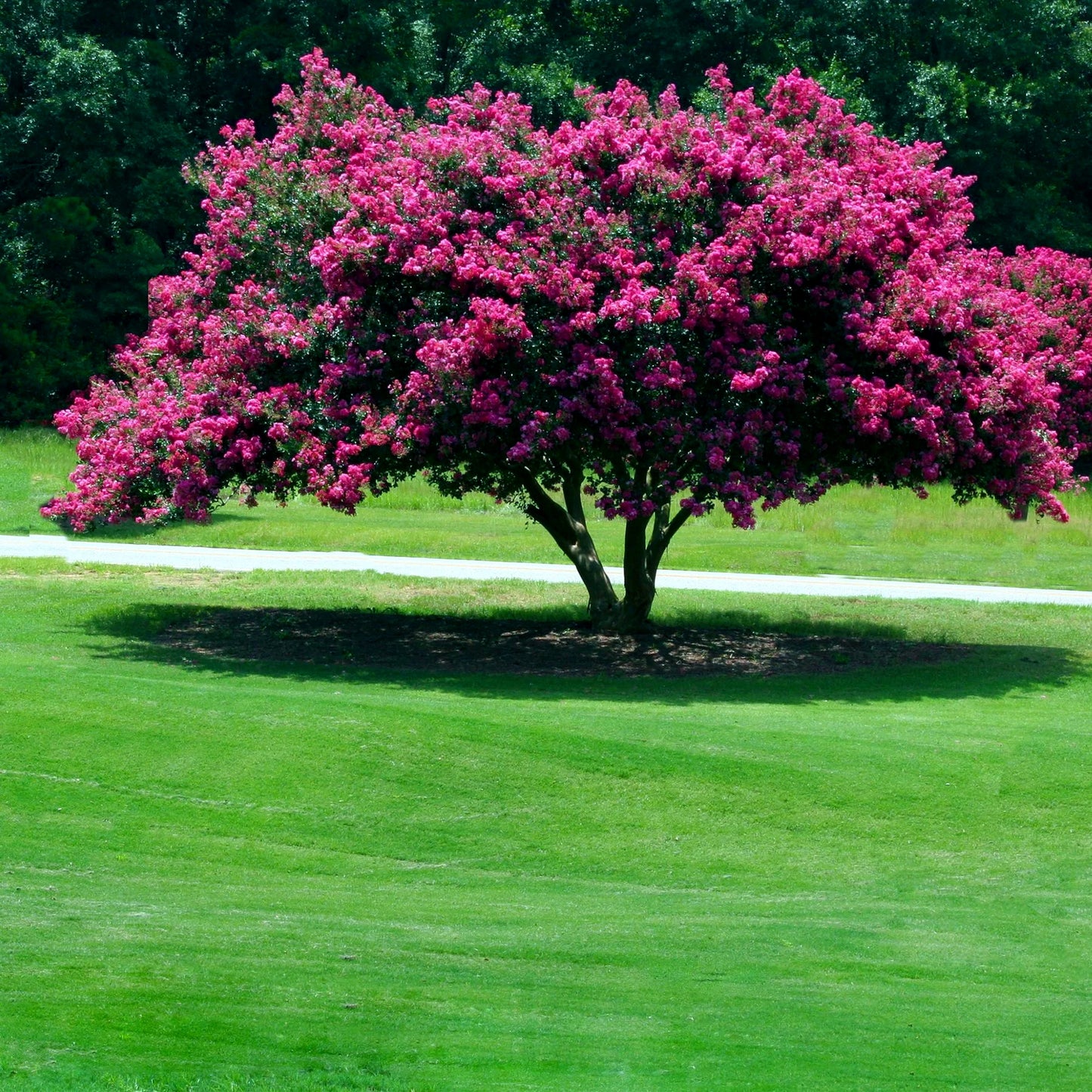 Crape Myrtle tree with pink flower blossoms in green grass with trees in background.