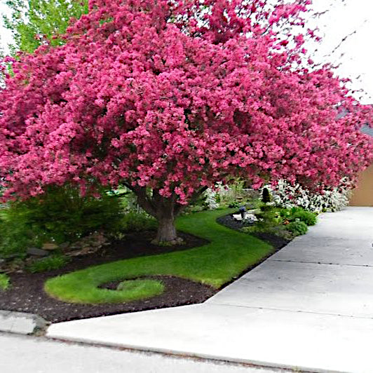 Crape Myrtle tree with pink flower blossoms in landscape beside driveway. Lagerstroemia indica