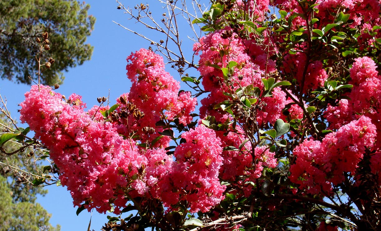 Crape Myrtle tree flower blossoms on branches with blue sky background.