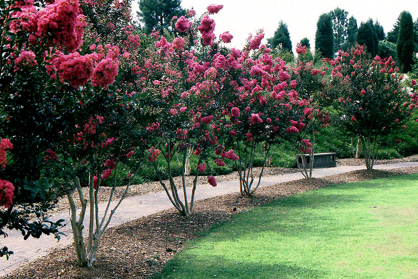 Crape Myrtle trees bordering walkway with mulch and green grass.