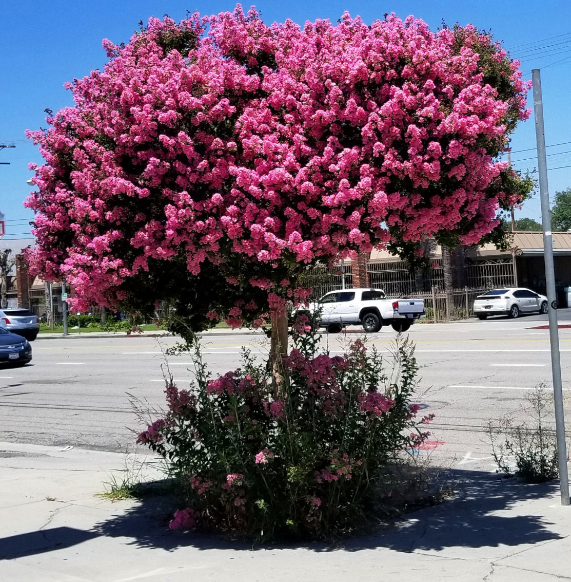 Crape myrtle tree blooming pink flowers in roadside landscape. 