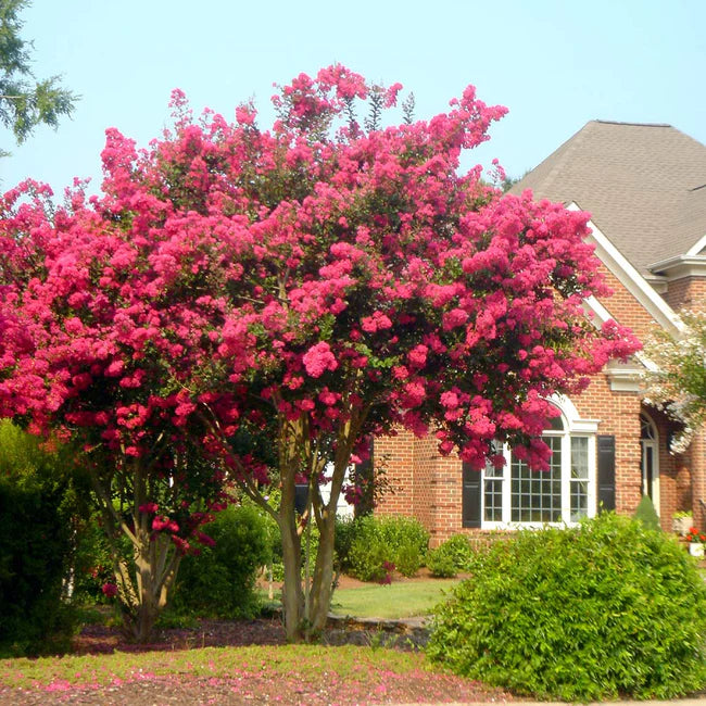 Crape Myrtle tree with pink flowers in front yard landscape. Lagerstroemia indica