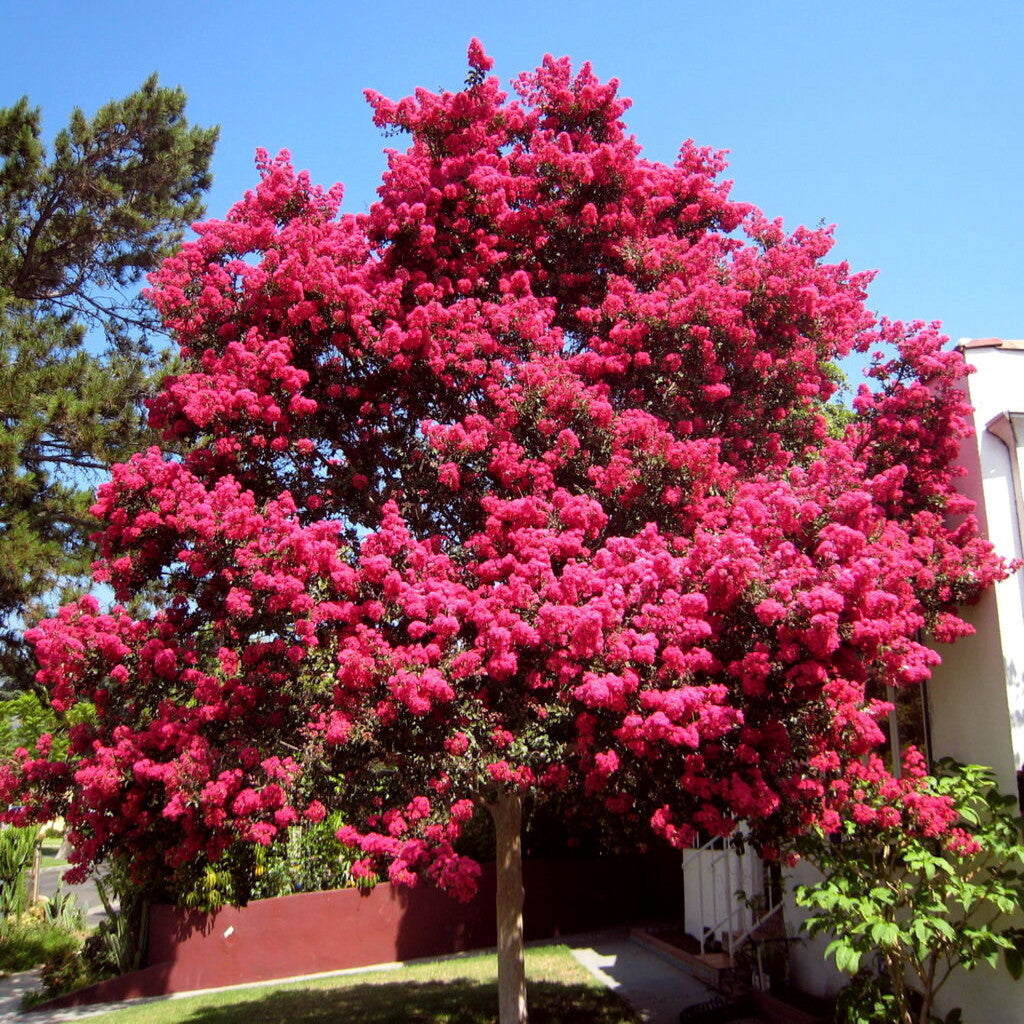 Large Crape Myrtle with pink flowers in front yard landscape. Lagerstroemia indica