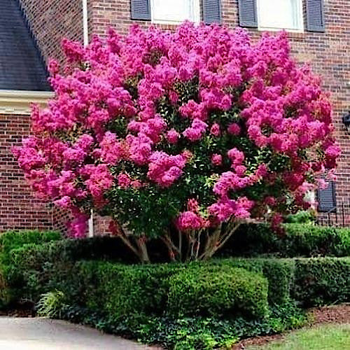 Crape Myrtle tree surrounded by green bushes in front yard landscape. 