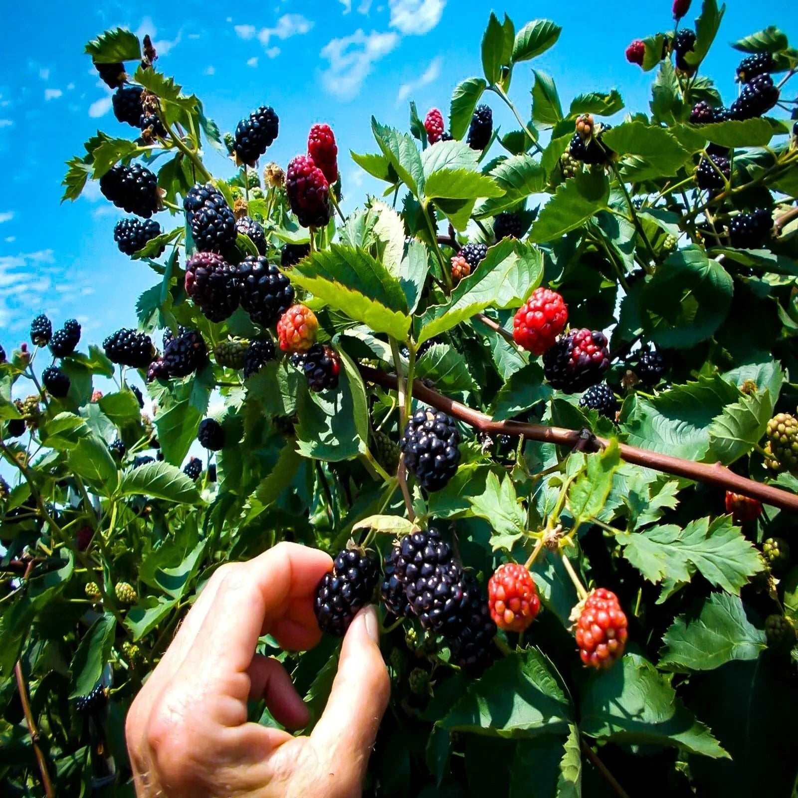 Hand picking California Pacific Trailing blackberries from a bush with a clear blue sky. (Rubus ursinus)