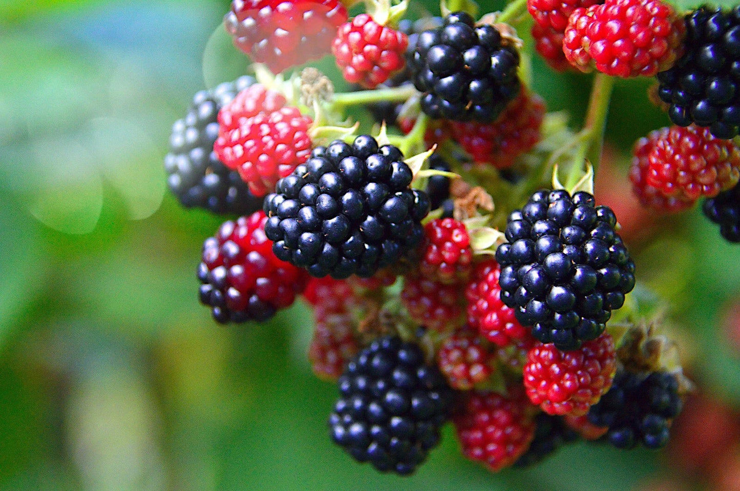 Close-up of California Pacific Trailing blackberries and raspberries on a branch with a blurred green background