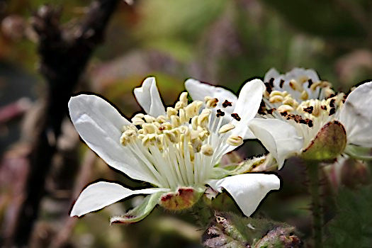 Close up of California Pacific Trailing Blackberry white flower. 