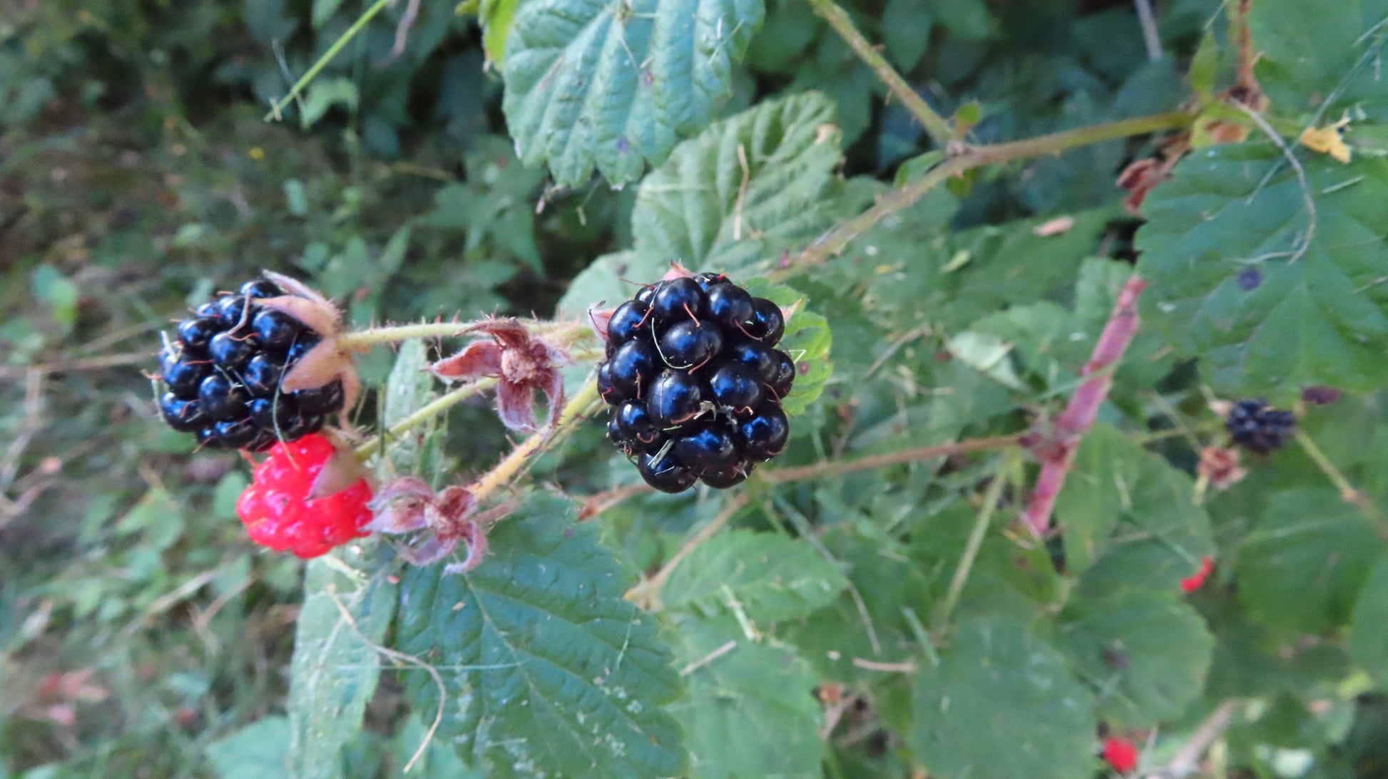 California Pacific Trailing Blackberries and a red berry on a branch with green leaves in the background. (Rubus ursinus)