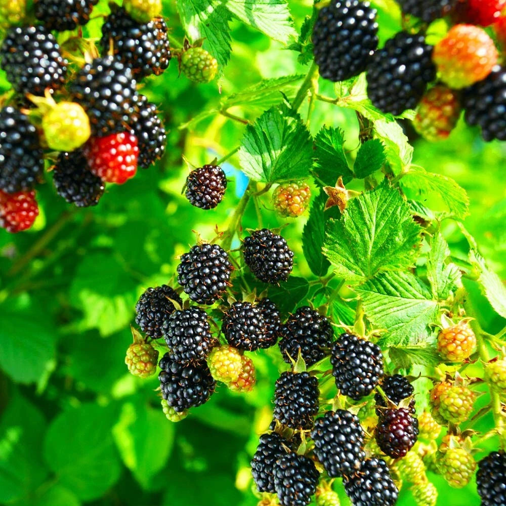 Close-up of California Pacific Trailing blackberries and green leaves on a branch