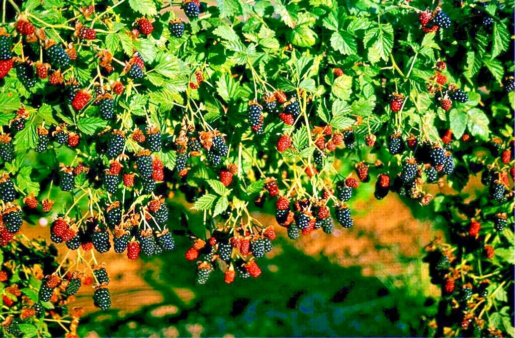 California Pacific Trailing Blackberries and raspberries growing on a bush with green leaves.