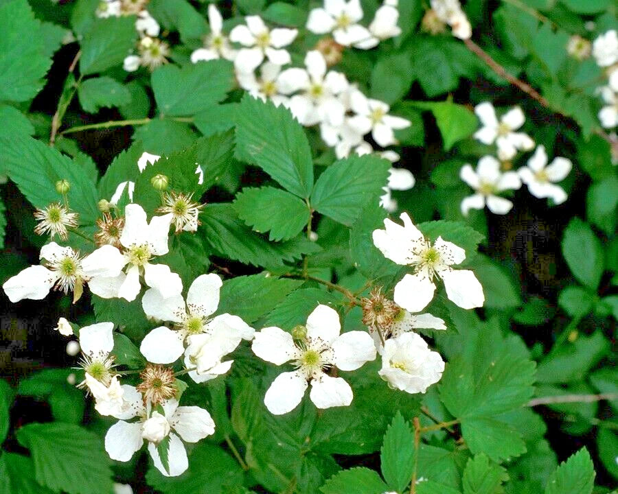 California Pacific Trailing Blackberry White flowers with green leaves on a natural background