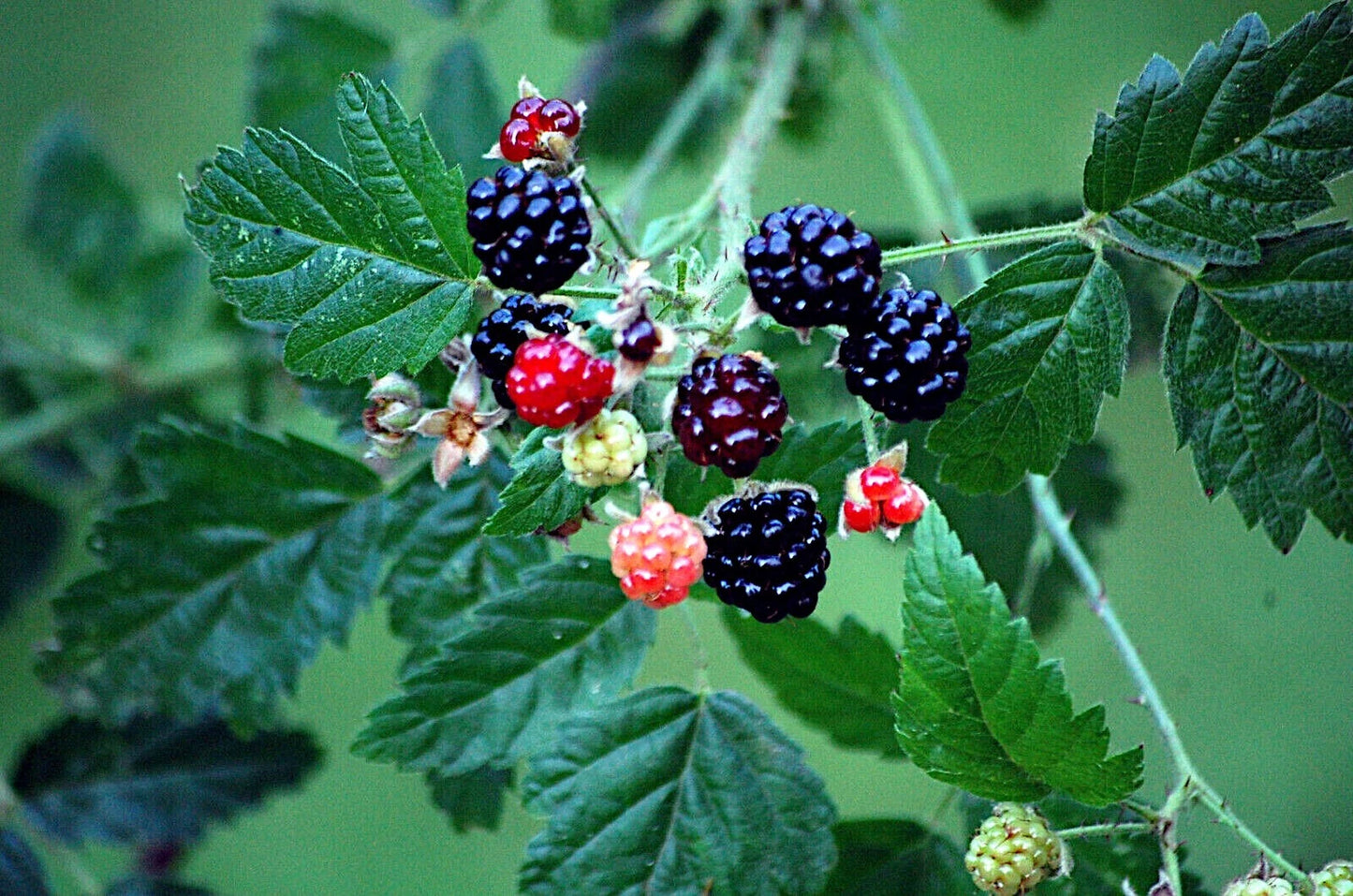 Close-up of California Pacific Trailing blackberries and red raspberries on a green leafy background