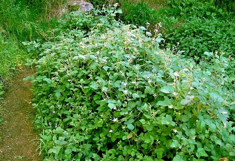 Green California Pacific Trailing Blackberry plants with small white flowers growing along a dirt path