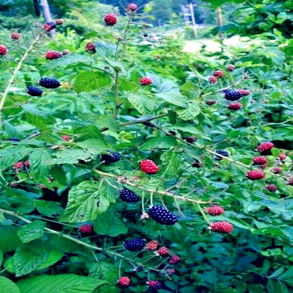 California Pacific Trailing Blackberries and raspberries on a bush with green leaves