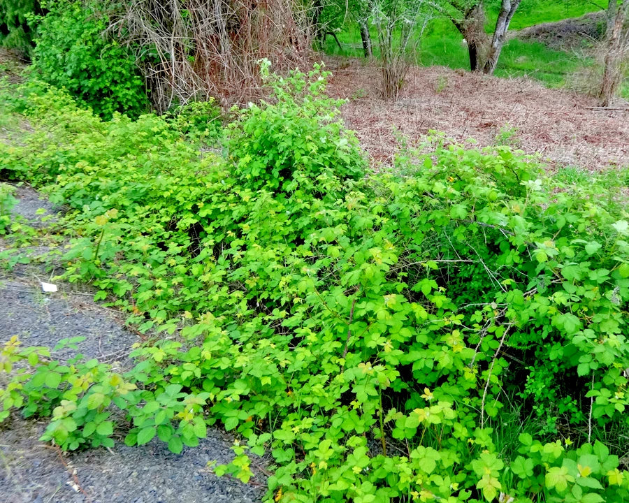 Green California Pacific Trailing Blackberry shrubbery in a natural setting with trees and grass.