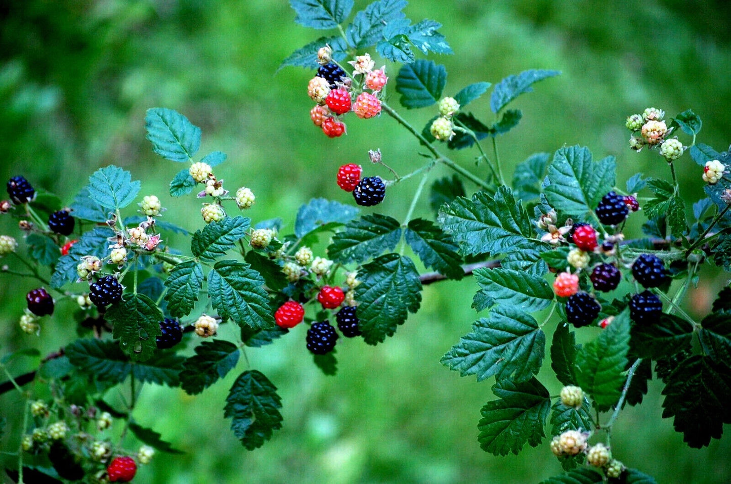 California Pacific Trailing Blackberries on a branch with green leaves against a blurred green background
