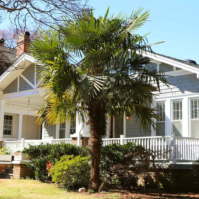 Chinese windmill Palm tree in front of a house with white picket fence