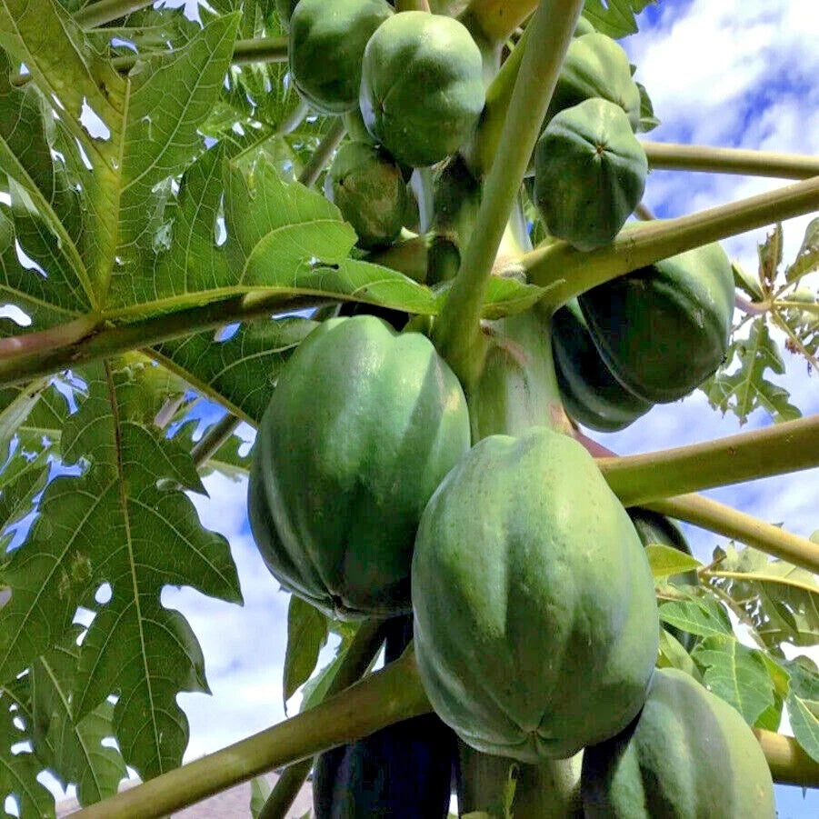 Green papayas growing on a tree with a blue sky background