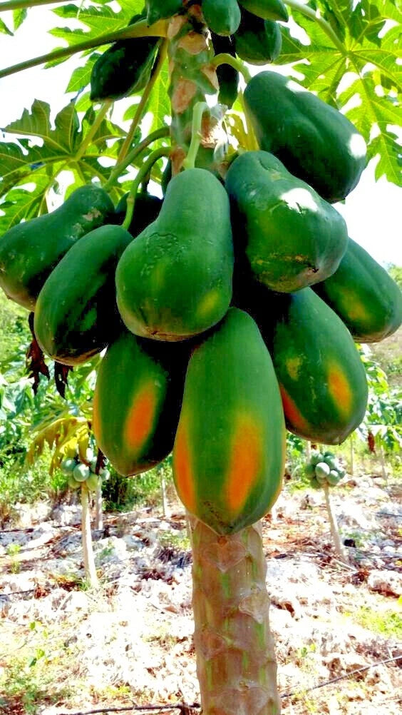 Green papayas hanging from a tree with a blurred background