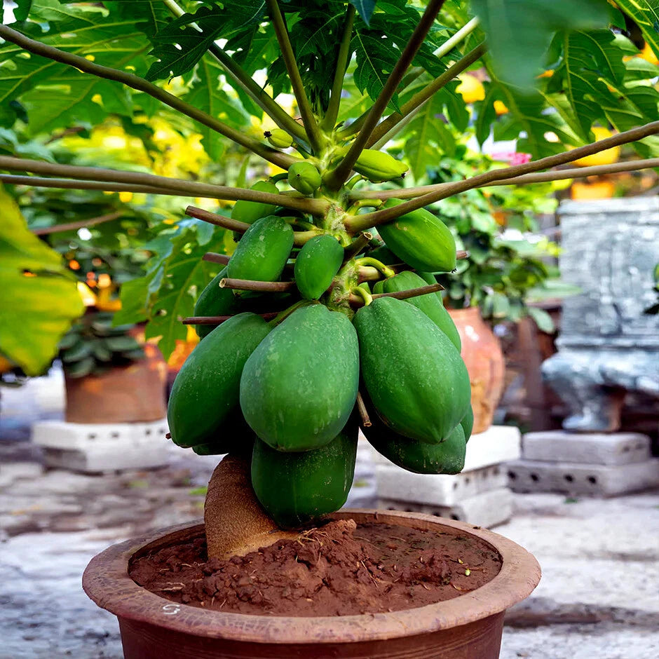 Potted dwarf waimanalo carica papaya plant with green fruits in an outdoor setting