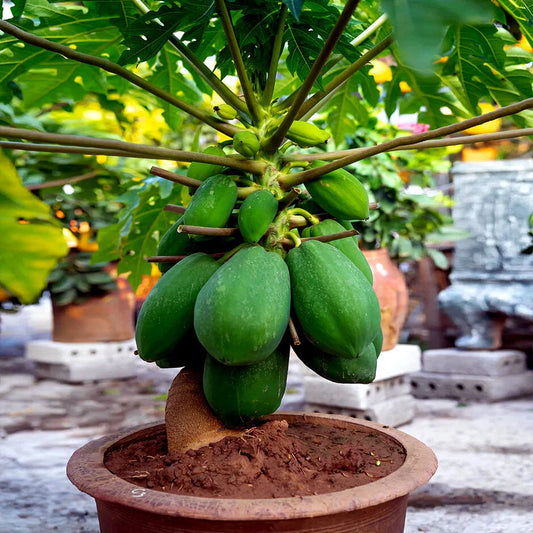 Potted dwarf waimanalo carica papaya plant with green fruits in an outdoor setting