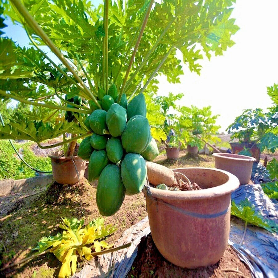 Potted dwarf papaya plant with green fruits in a garden setting