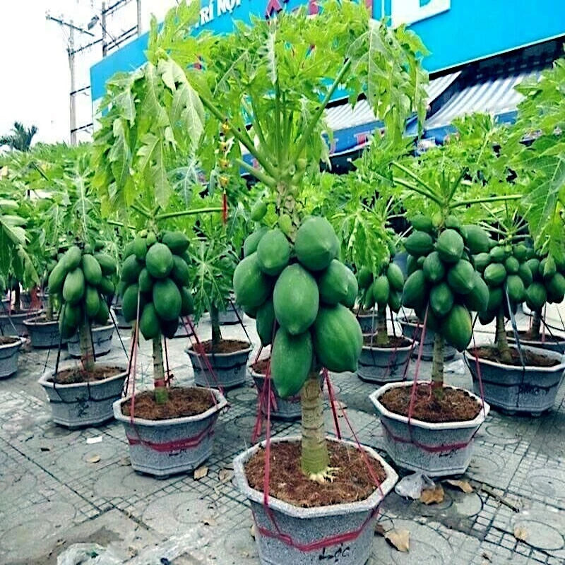 Potted dwarf papaya trees with green fruits on a street