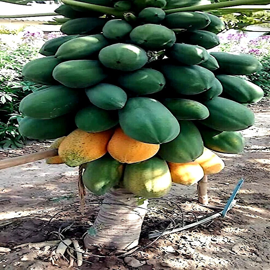 Papaya tree with green and yellow fruits on a dirt ground.