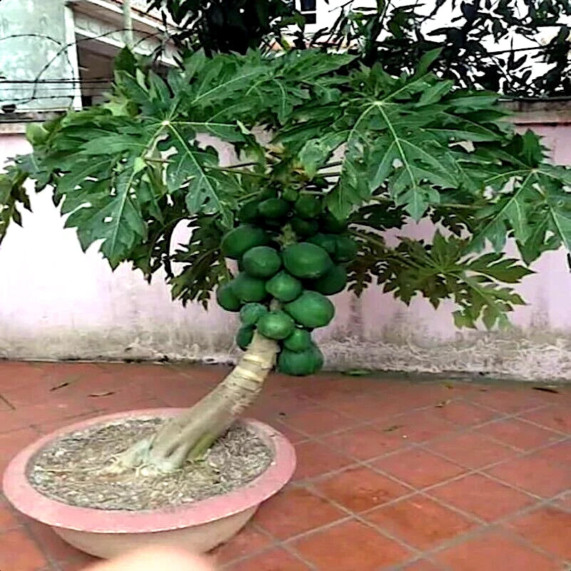 Potted dwarf waimanalo papaya plant with green fruits on a red-tiled floor.