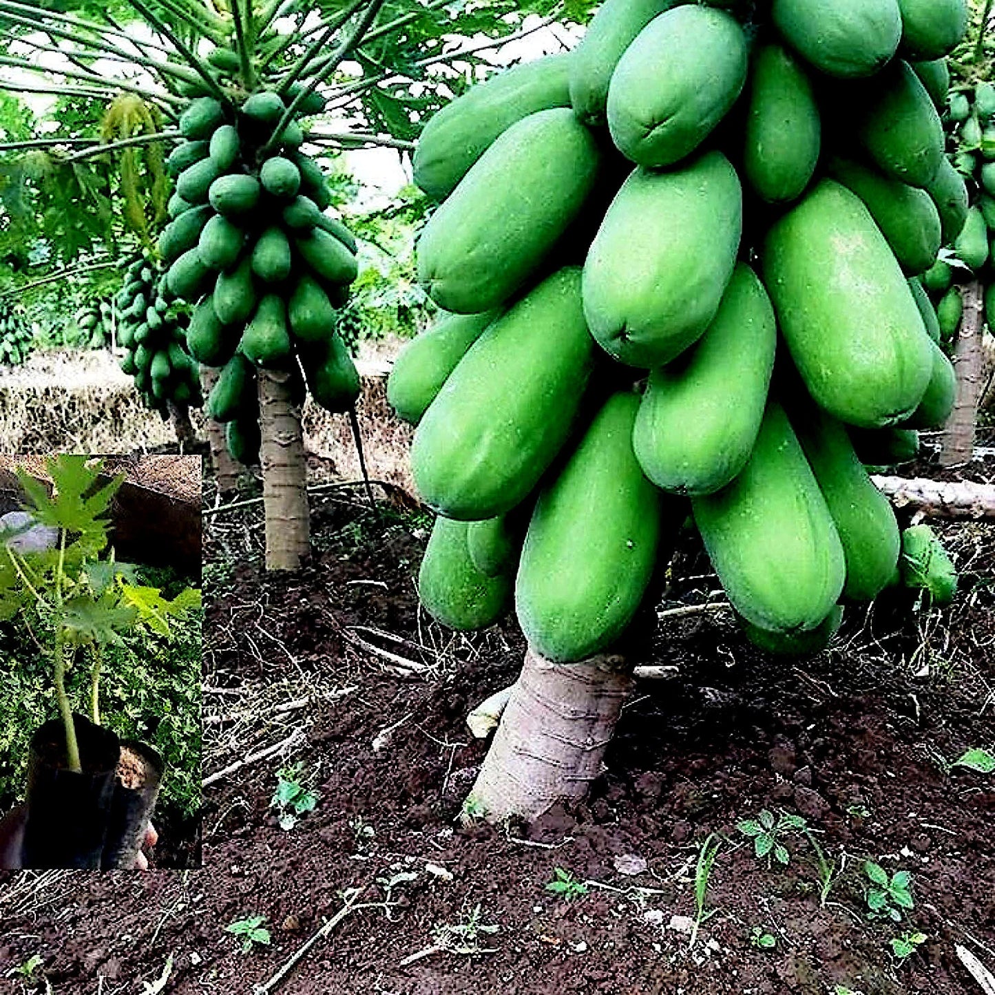 Green papayas hanging from a tree in a garden setting