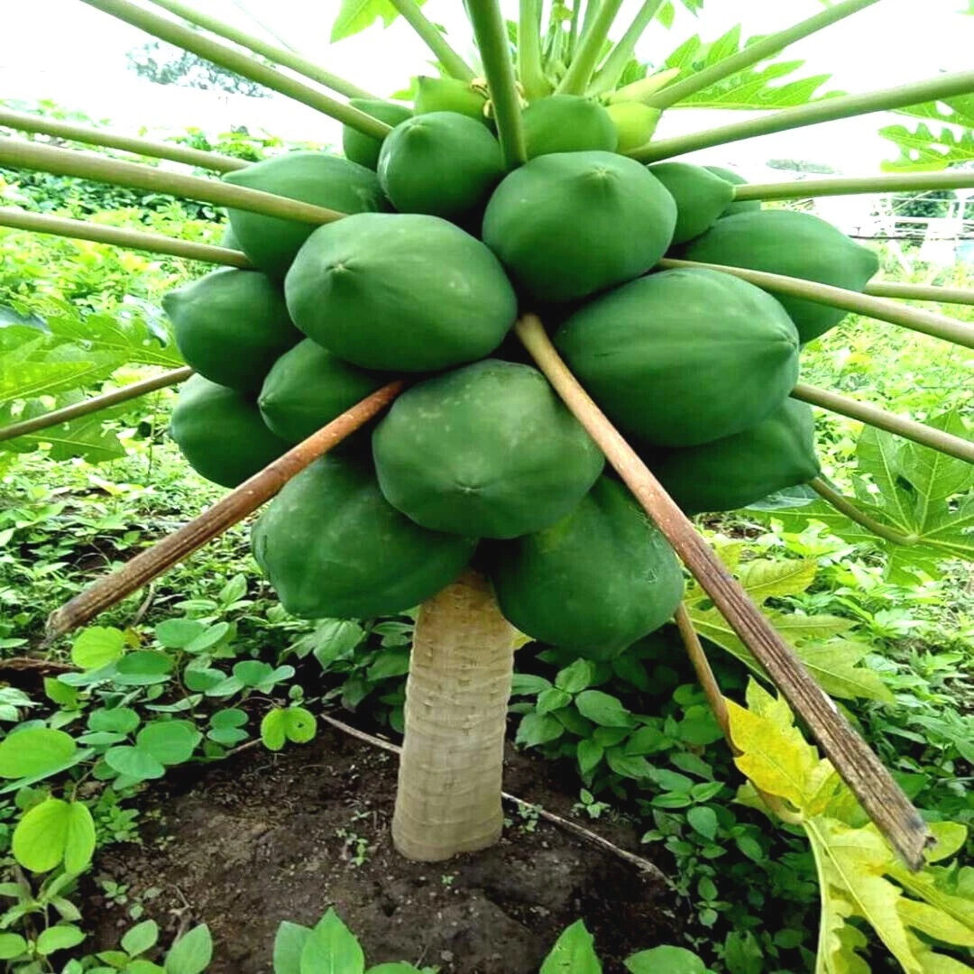 Papaya tree with green fruits growing on a plant