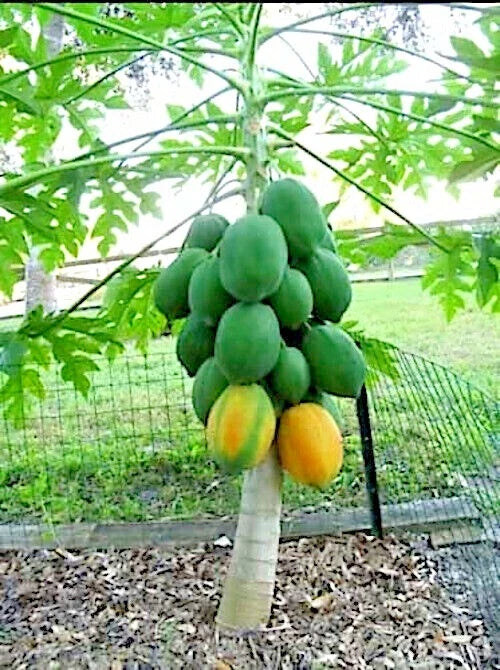 Papaya tree with green and yellow papayas hanging from its branches.