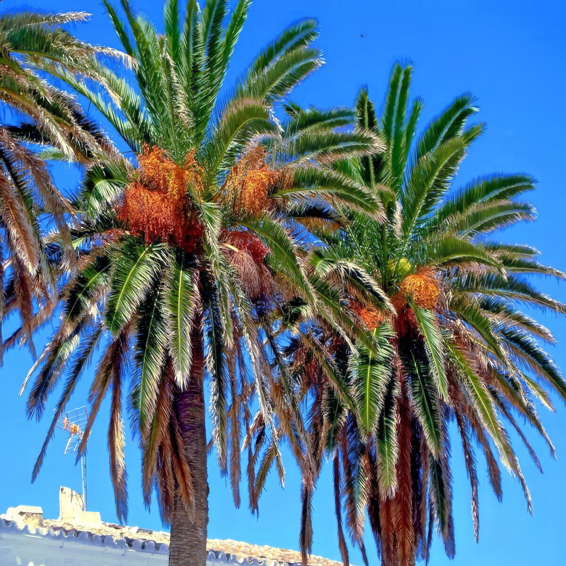 Tropical Date Palm trees with fruit against a clear blue sky
