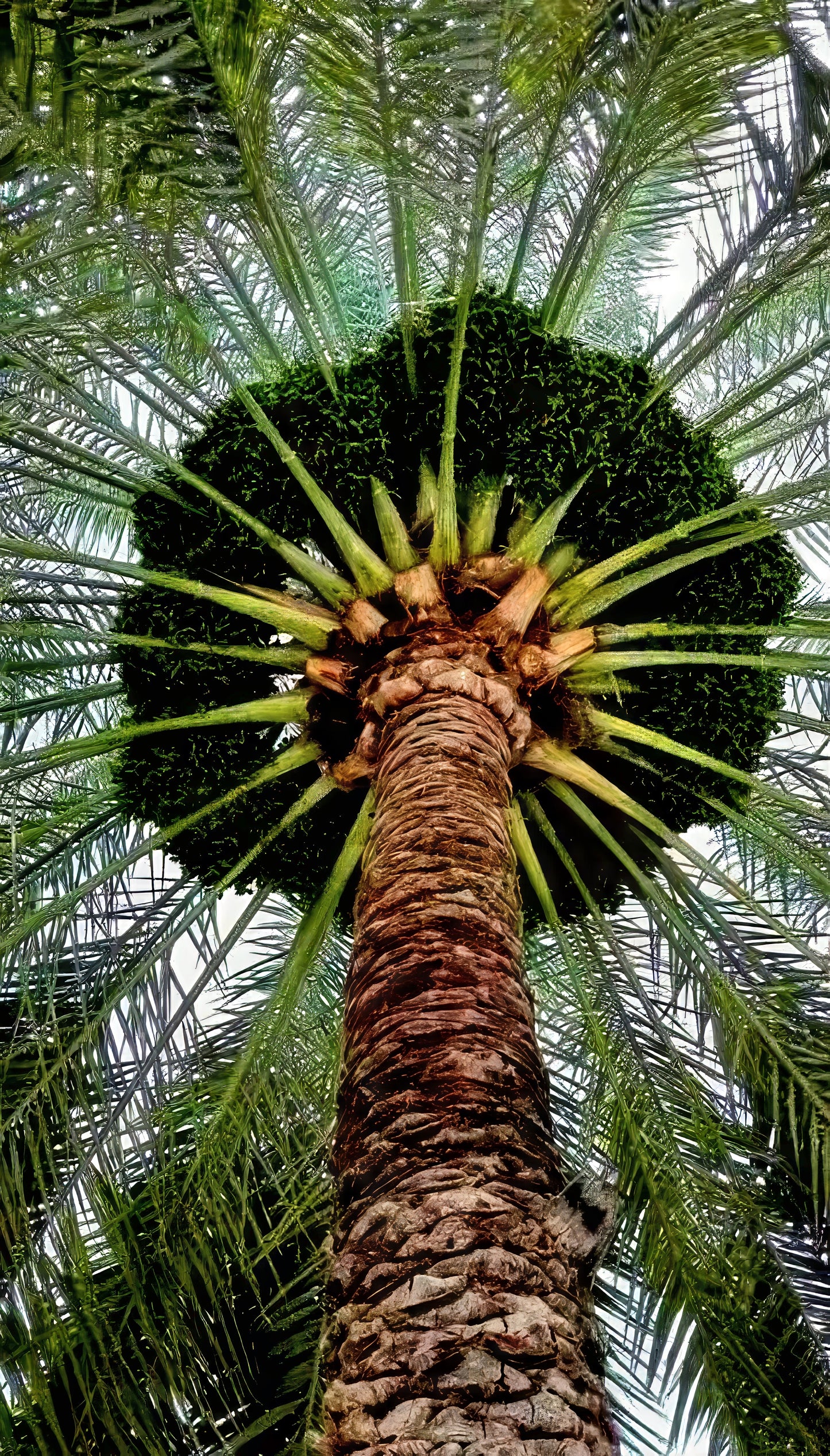 Under-side Close-up of a Date palm tree with a unique growth pattern