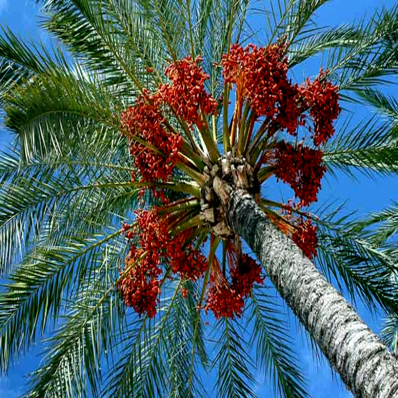 Date Palm tree with red date fruits against a clear blue sky