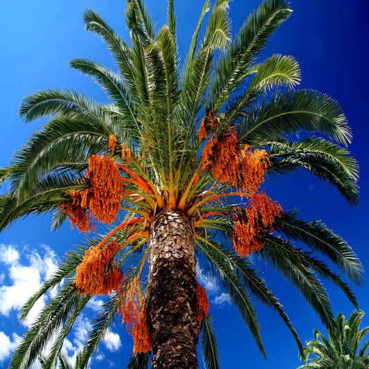 Date Palm tree (Phoenix dactylifera) with orange date fruit against a blue sky