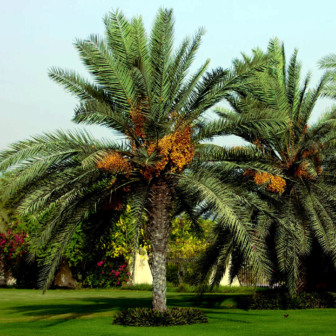 Two date palm trees with green leaves and orange date fruits on a grassy area.