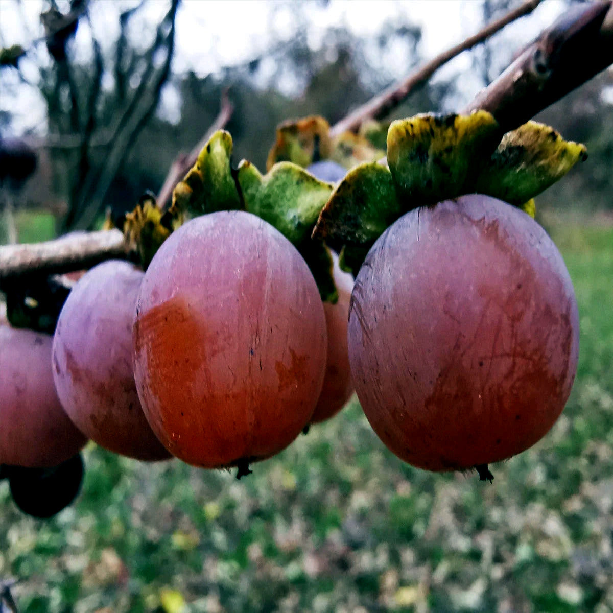 Date Plum persimmon Fruit hanging from a branch with a blurred natural background. (Diospyros lotus)
