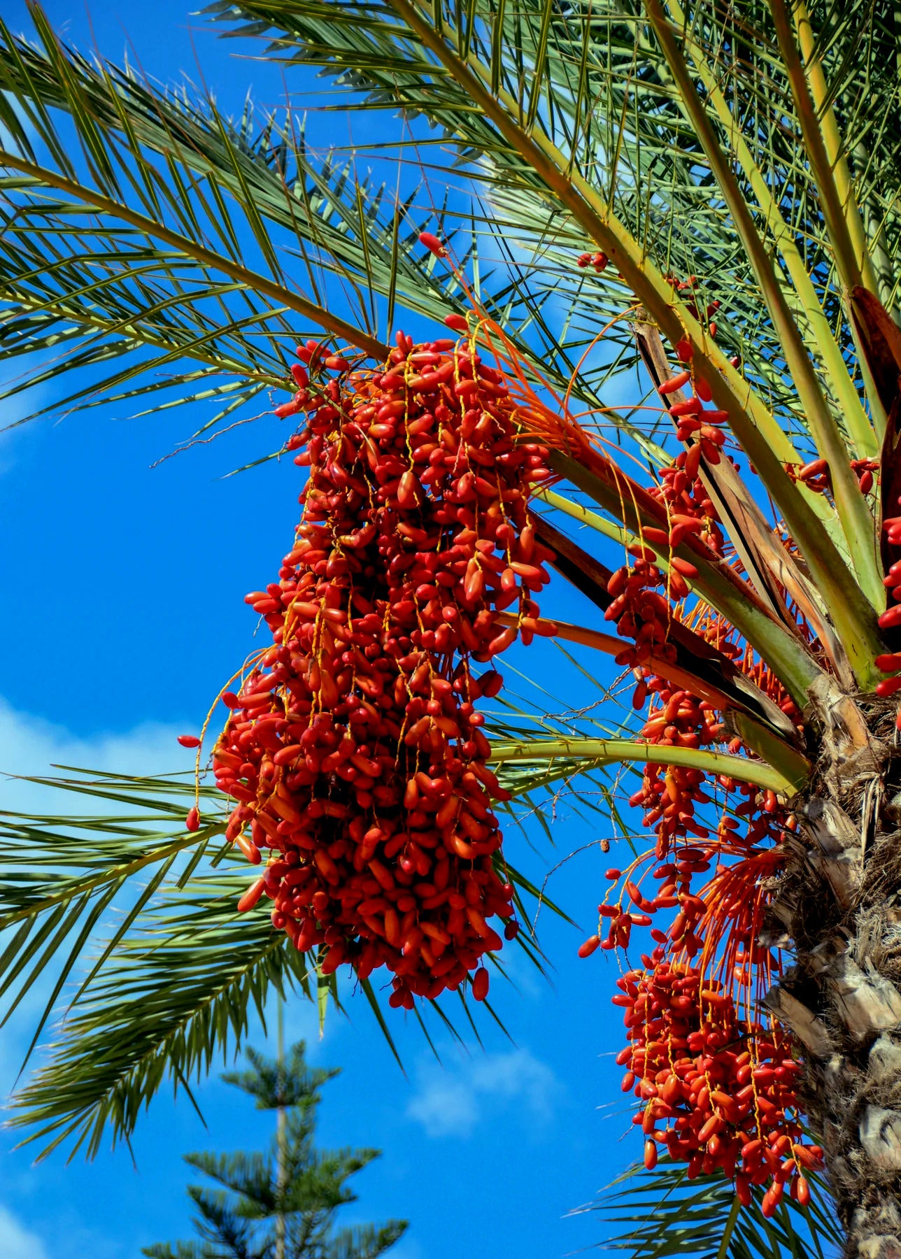 Red date fruits hanging from a Date palm tree against a blue sky