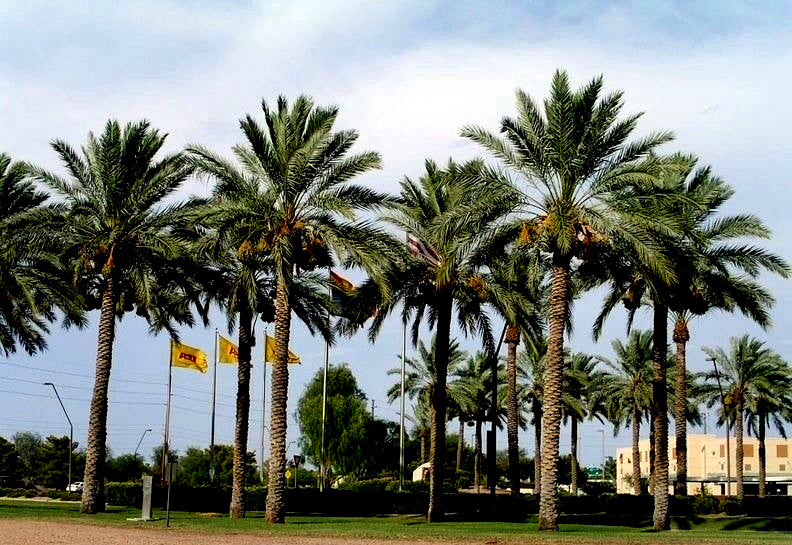 Row of date palm trees with a clear blue sky in the background