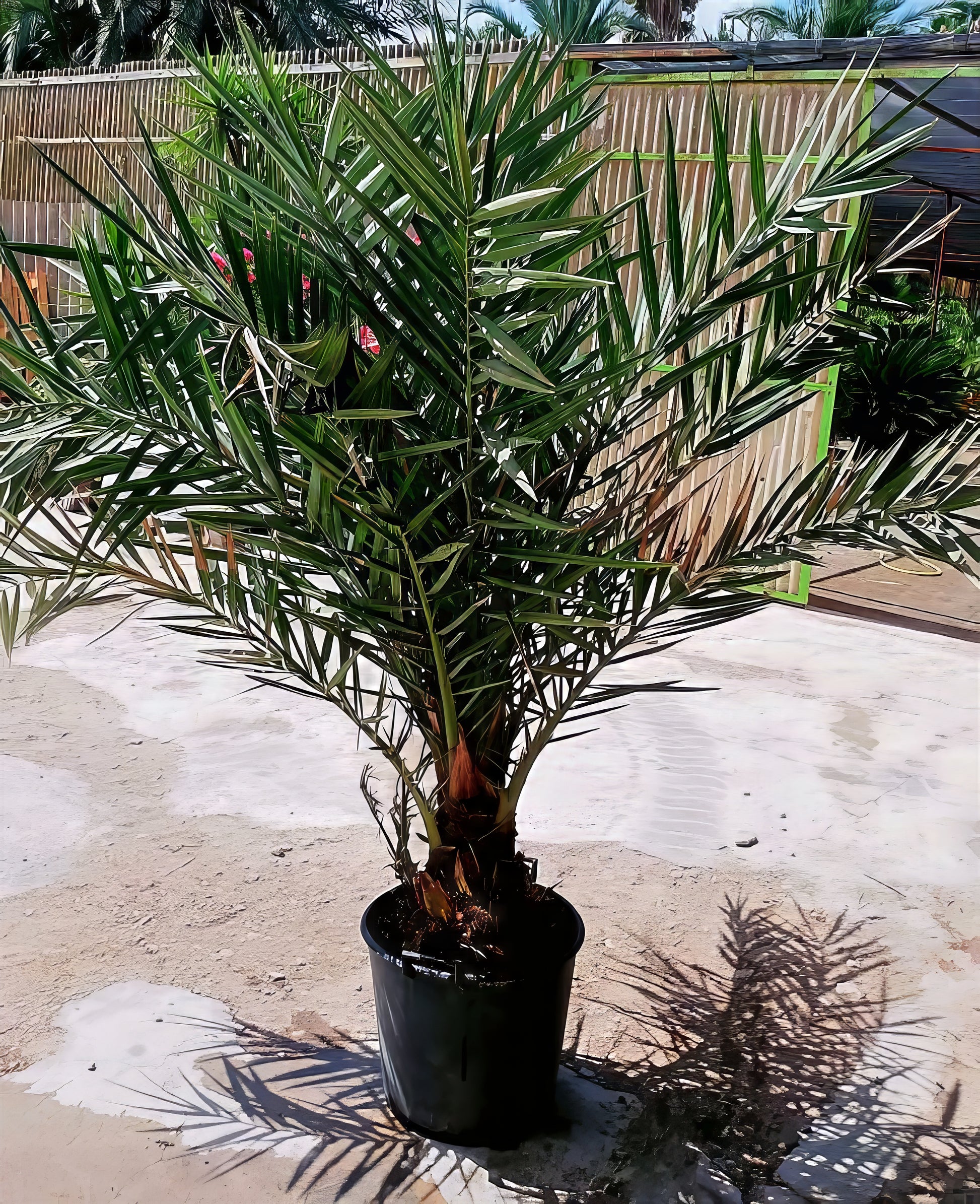 Potted (Phoenix dactylifera) palm tree on a concrete surface with a wooden fence in the background