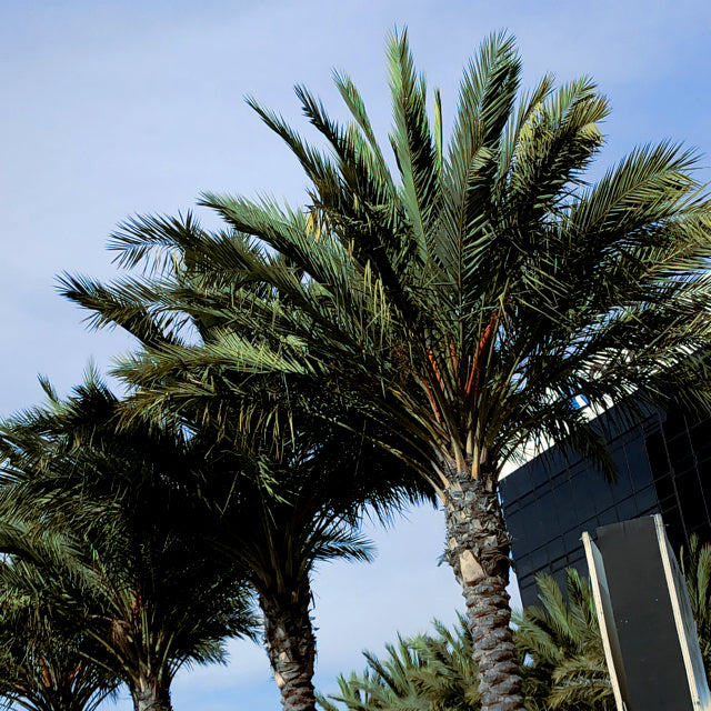Date Palm trees against a clear blue sky