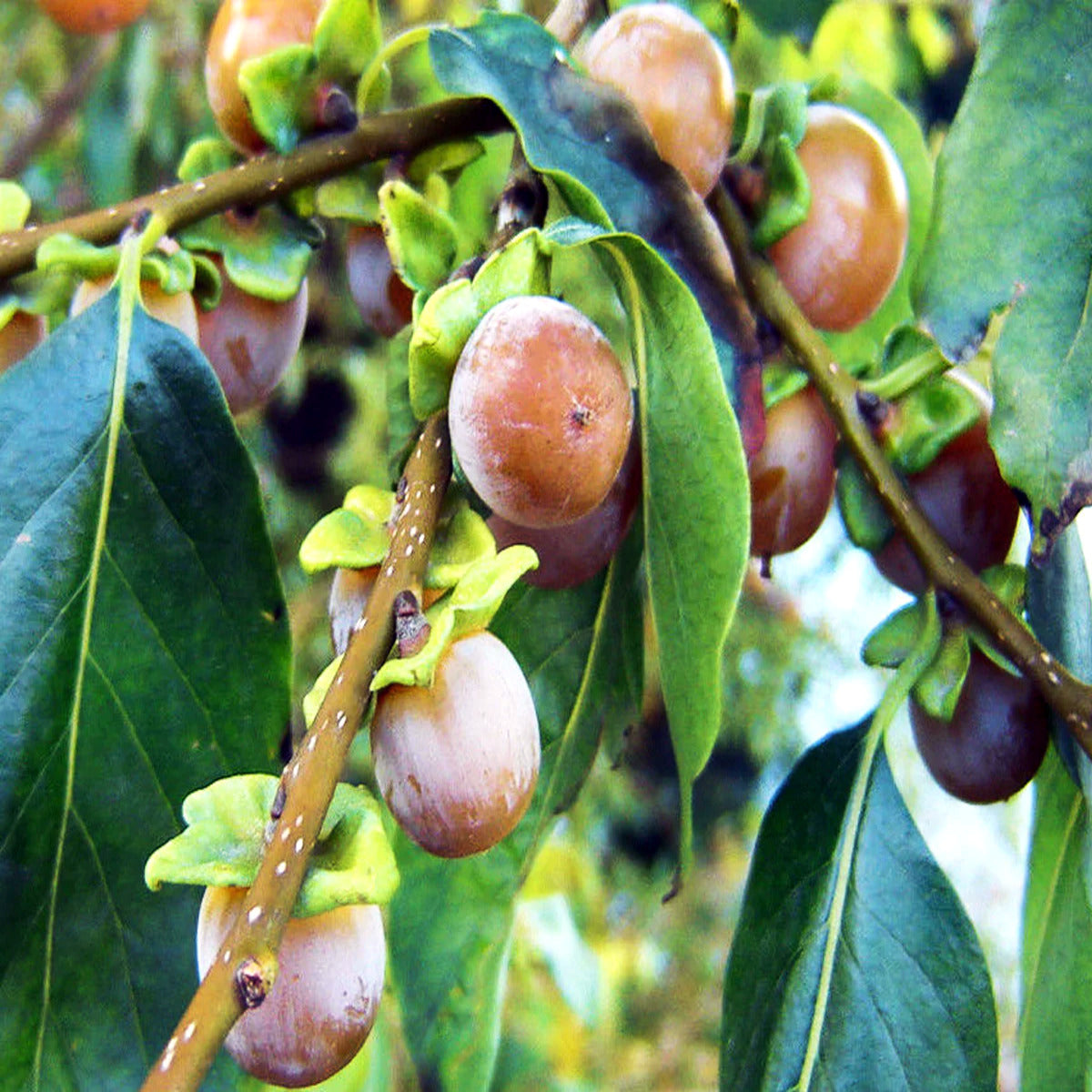 Date plum Fruit on a tree branch with green leaves