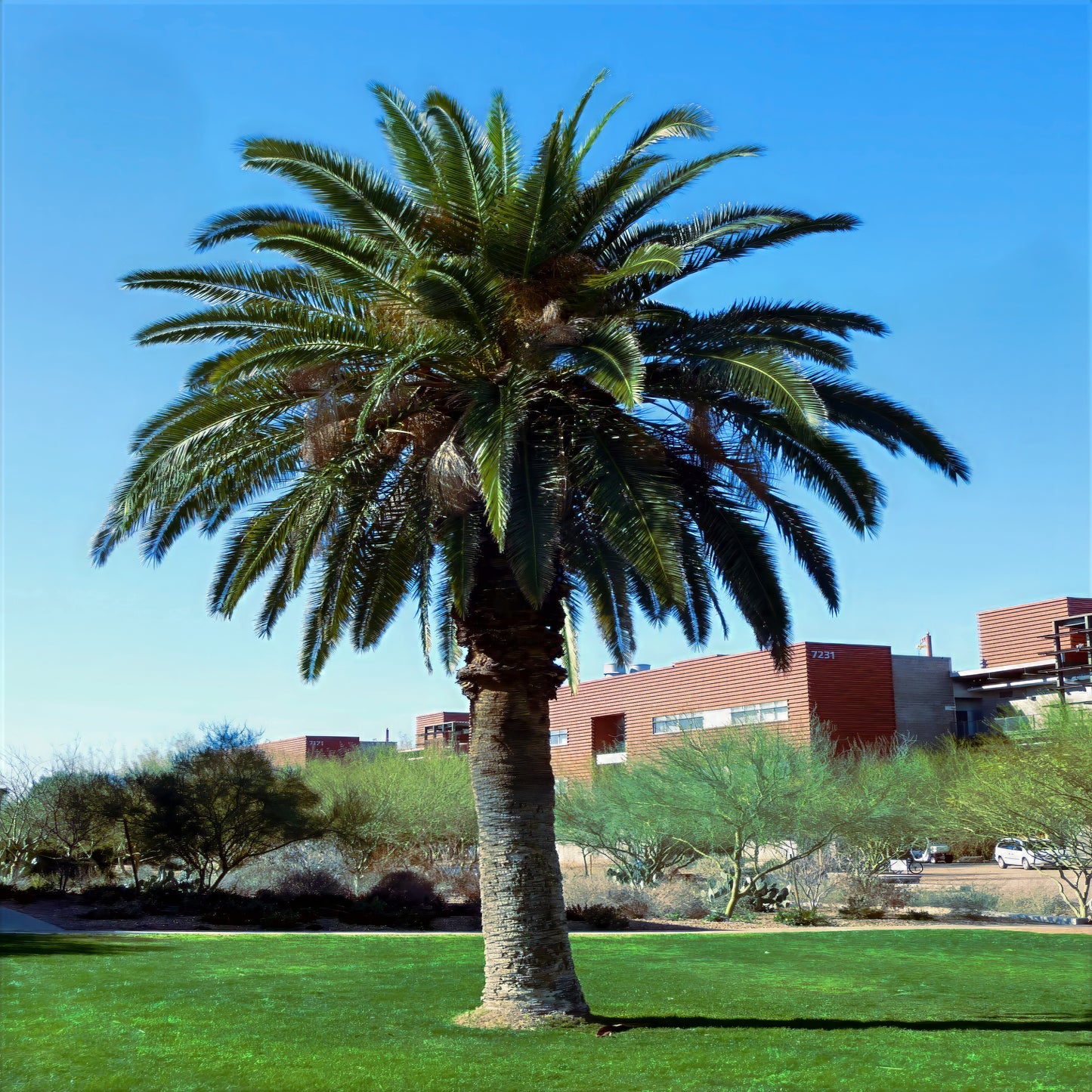 Date Palm tree in a park with buildings in the background
