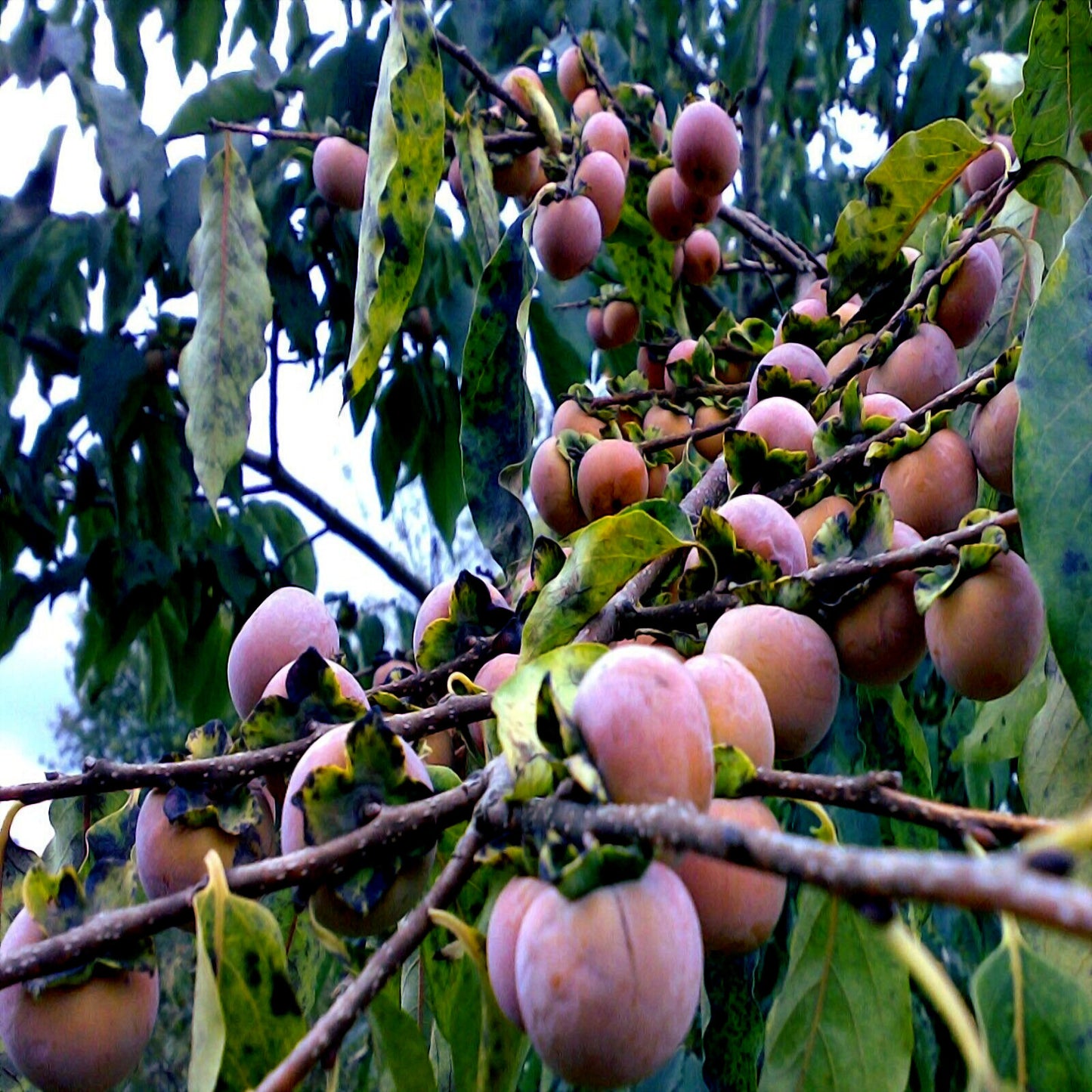 Date Plum Persimmons hanging from a tree with green leaves. (Diospyros lotus)