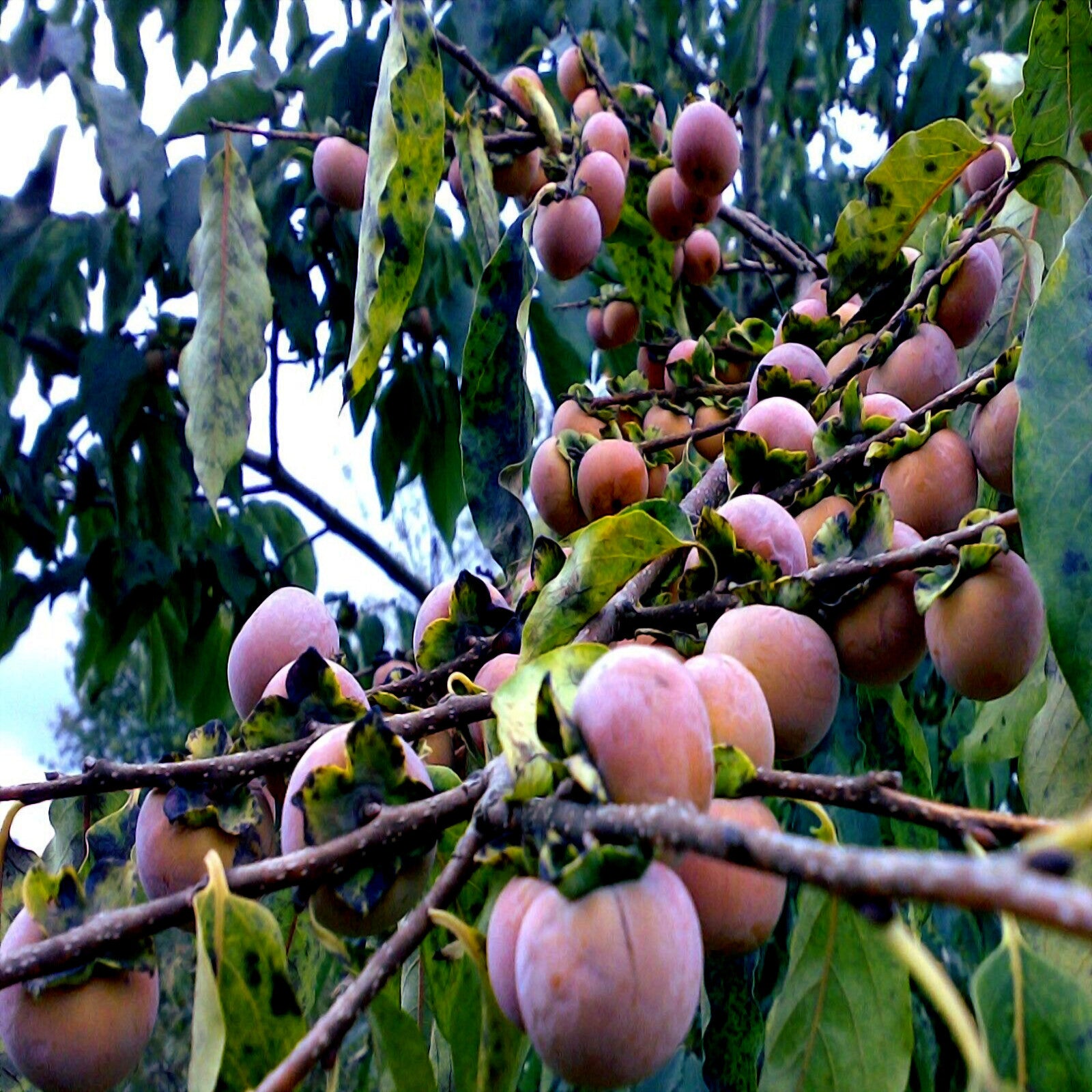 Date Plum Persimmons hanging from a tree with green leaves. (Diospyros lotus)