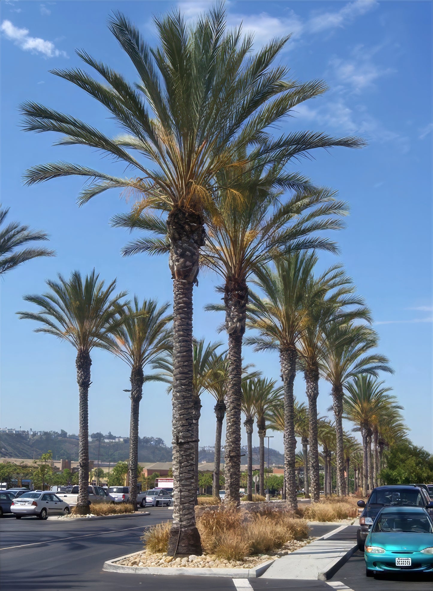 Row of date palm trees lining a road with a clear blue sky.