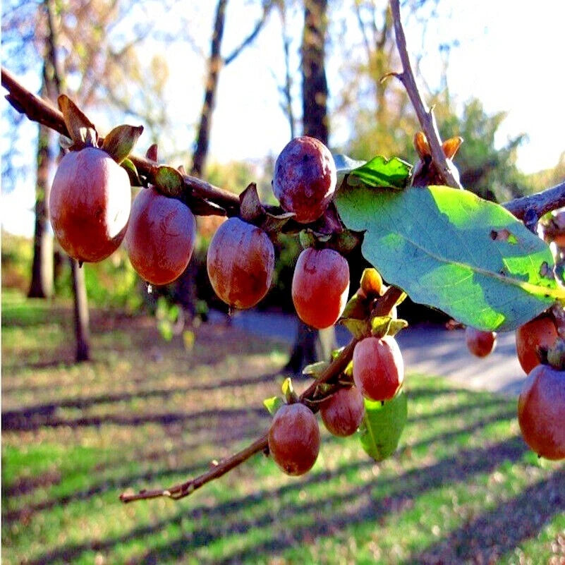 Red Date plumsfruits on a tree branch with green leaves in a natural setting. (Diospyros lotus)