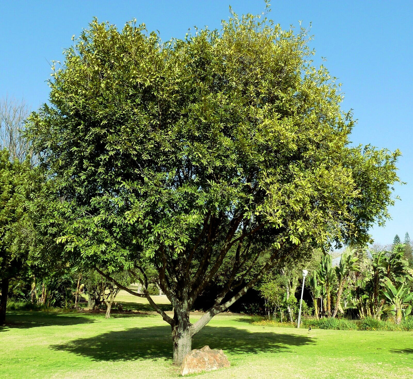 Large Date Plum tree with green leaves in a park setting. (Diospyros lotus)